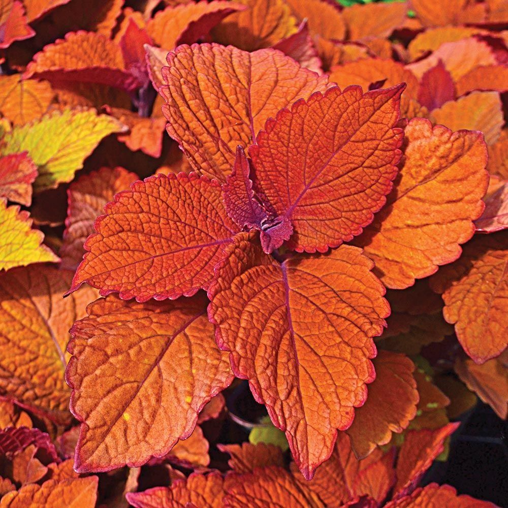 Coleus Campfire - Ladybird Nursery