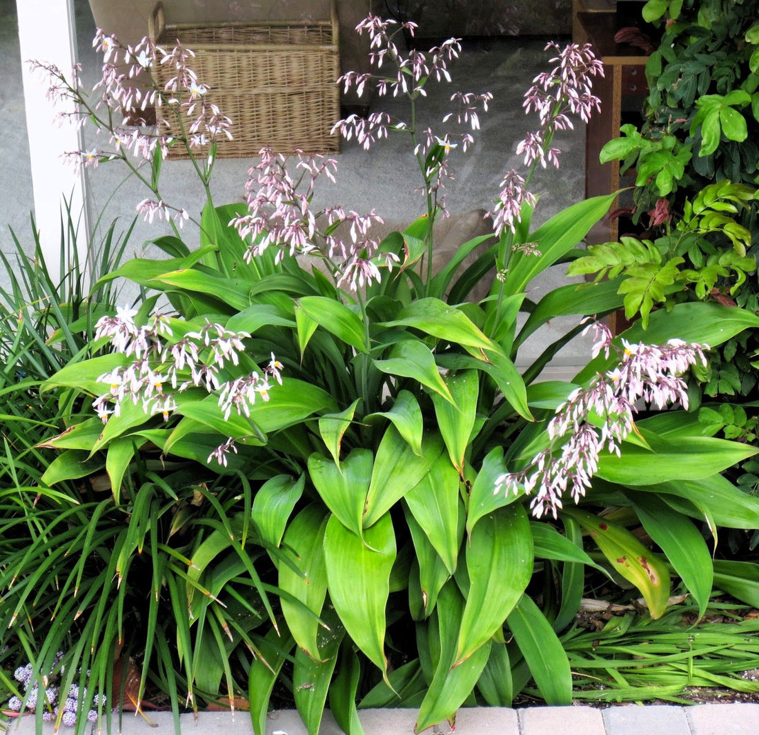 Rengarenga Lily Matapouri Bay (Arthropodium cirratum) - Ladybird Nursery