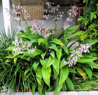 Rengarenga Lily Matapouri Bay (Arthropodium cirratum)