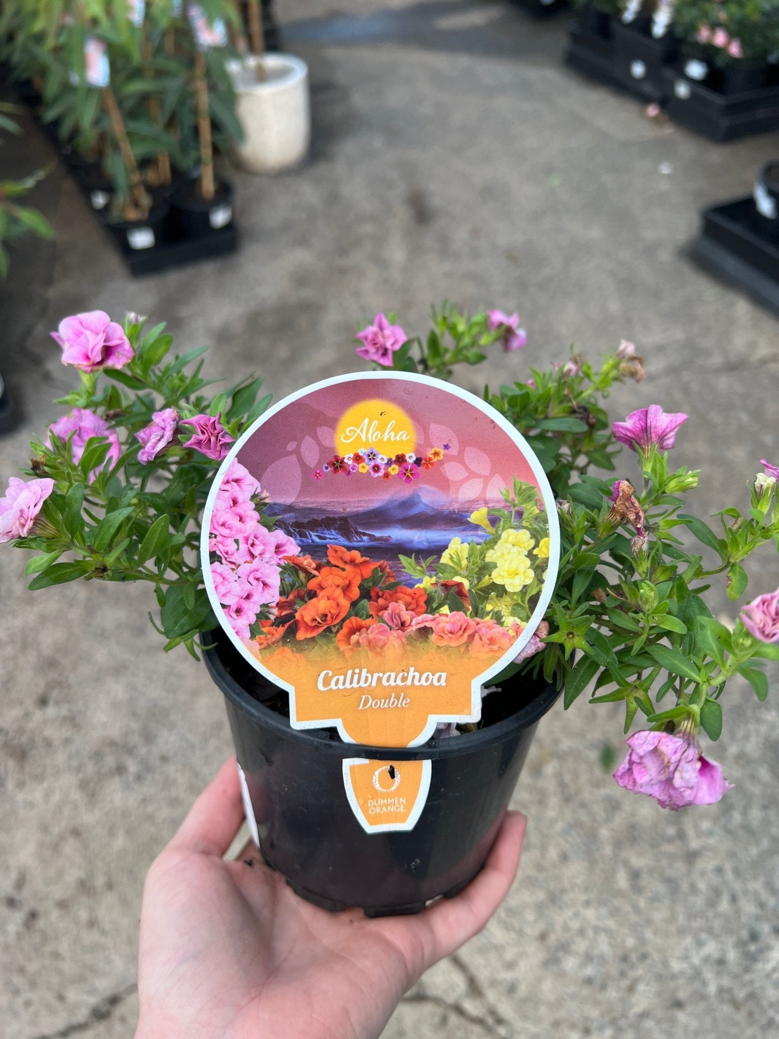 Calibrachoa 'Double Pink' - Ladybird Nursery
