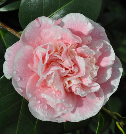 Camellia Lady Loch (Camellia japonica)