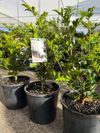 Mock Orange (Murraya paniculata) - Large - Ladybird Nursery