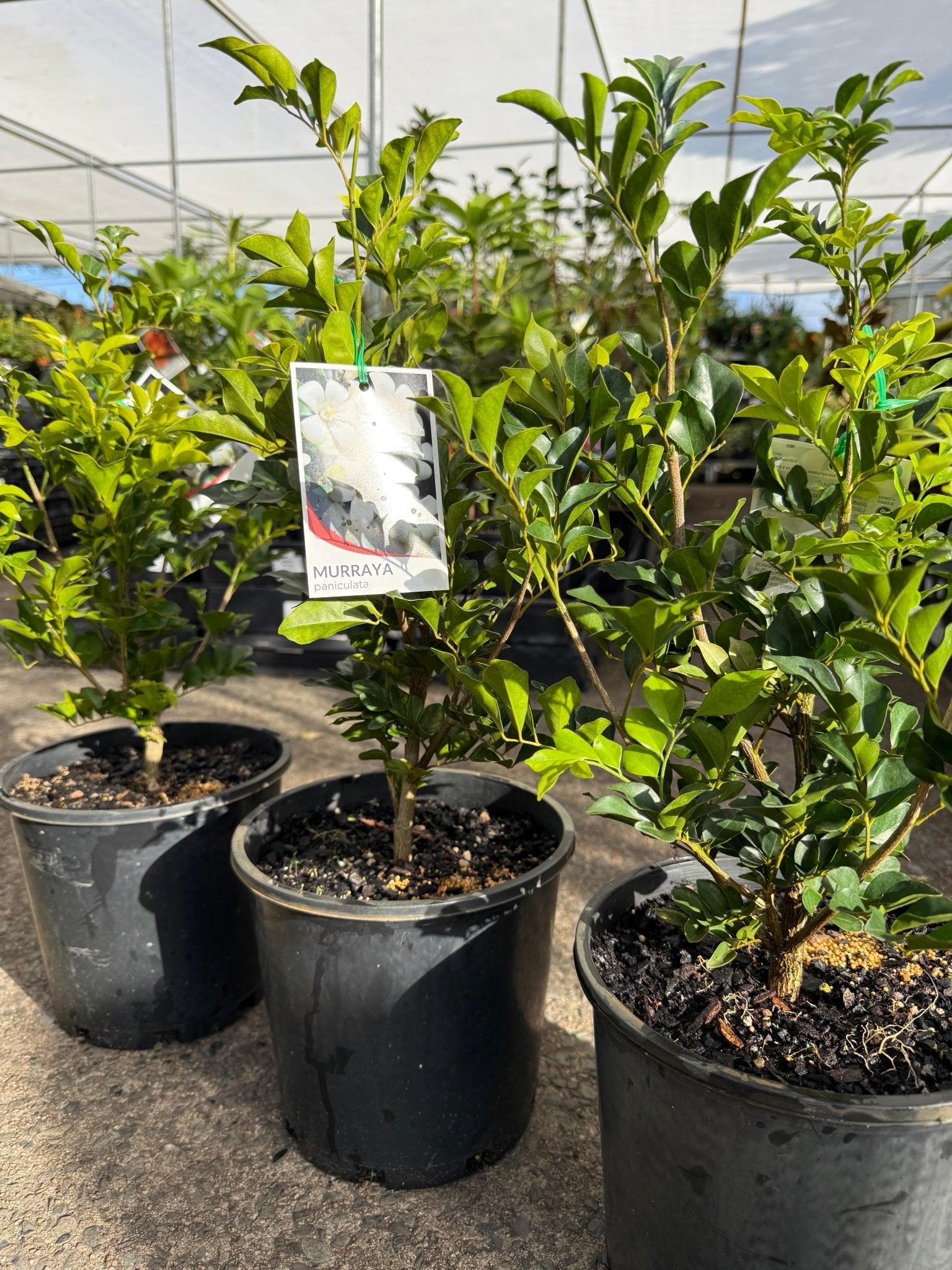 Mock Orange (Murraya paniculata) - Large - Ladybird Nursery