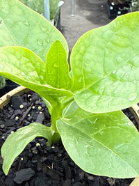 Spinach 'Malabar' (Ceylon) - Ladybird Nursery