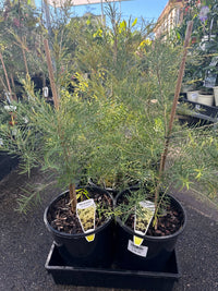 Dwarf Paperbark 'Snowstorm' (Melaleuca linariifolia) - Ladybird Nursery