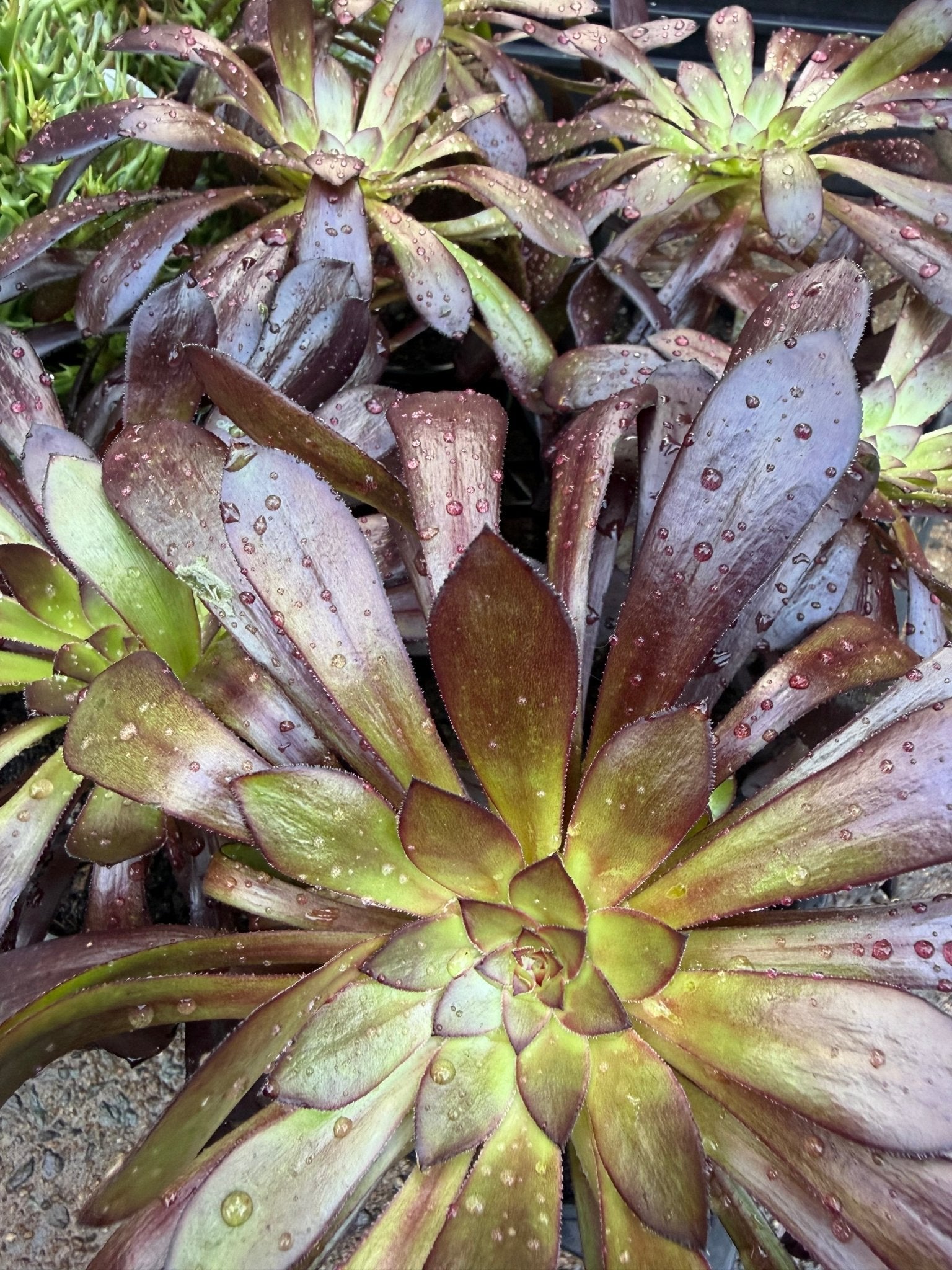 Black Rose (Aeonium atropurpureum arboreum v Schwarzkopf) - Ladybird Nursery
