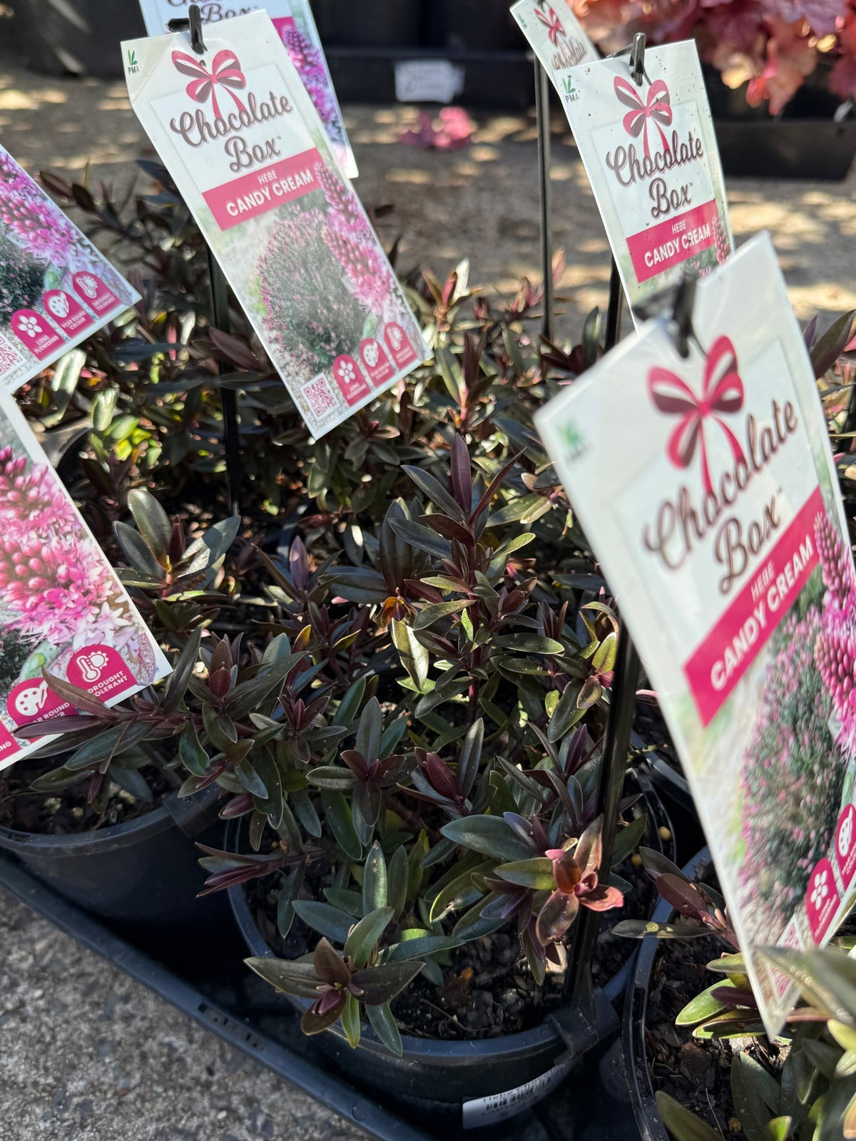 Hebe Chocolate Box 'Candy Cream' - Ladybird Nursery
