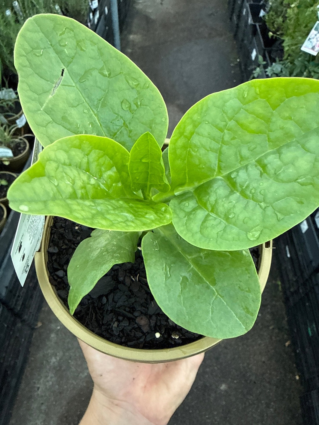 Spinach 'Malabar' (Ceylon) - Ladybird Nursery