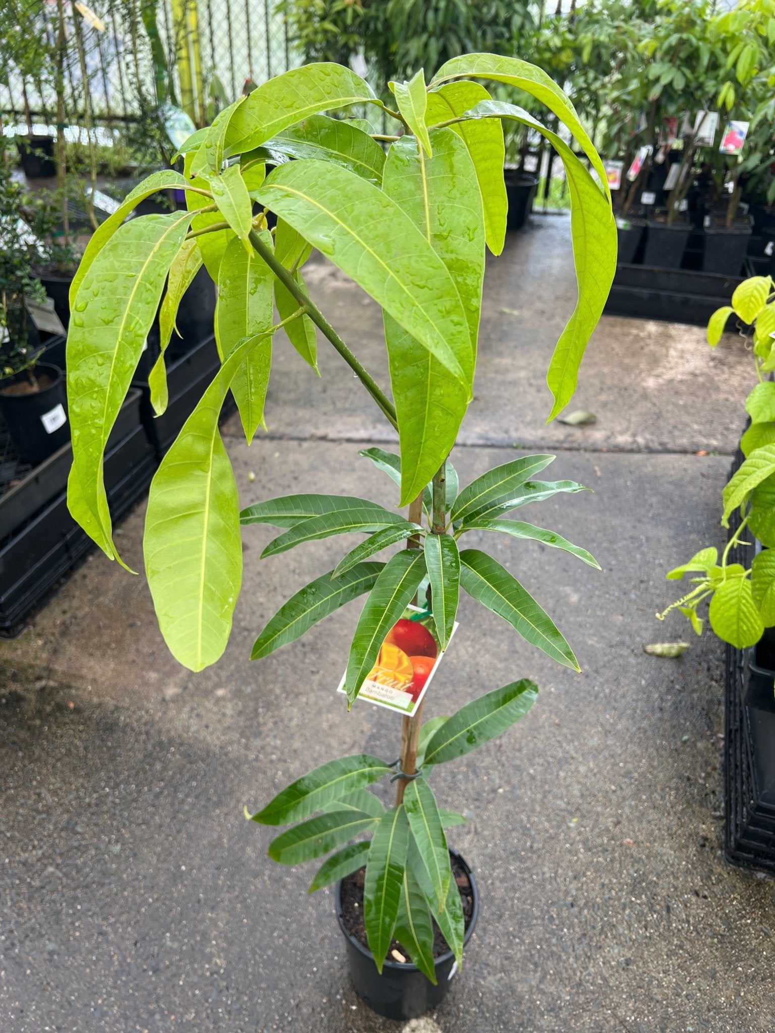 Mango ‘Bambaroo’ (Semi Dwarf) - Ladybird Nursery