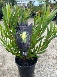 Leucadendron ‘Inca Gold’