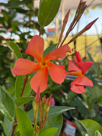 Mandevilla ‘Sun Parasol Up Orange' - Ladybird Nursery
