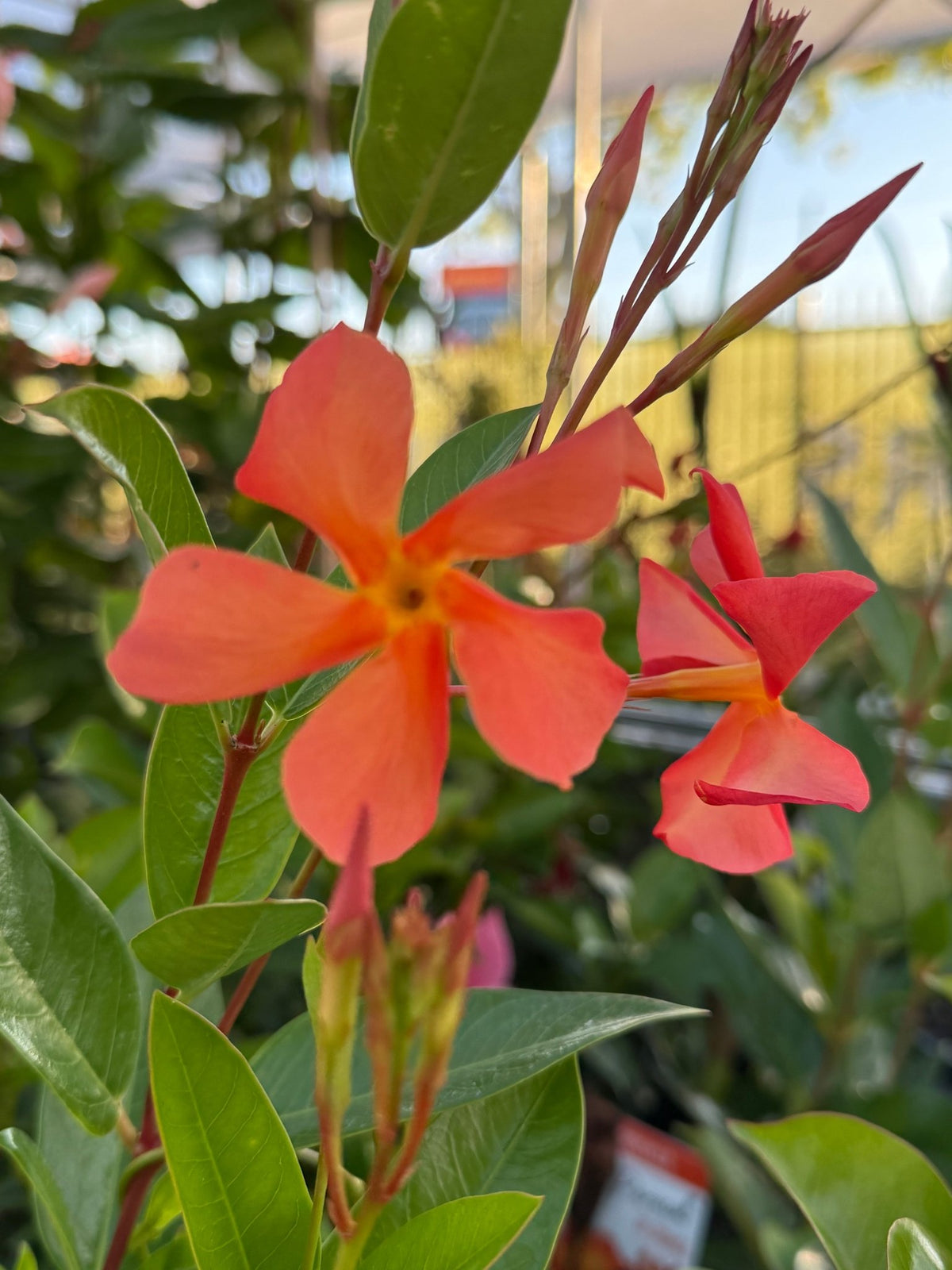 Mandevilla ‘Sun Parasol Up Orange' - Ladybird Nursery