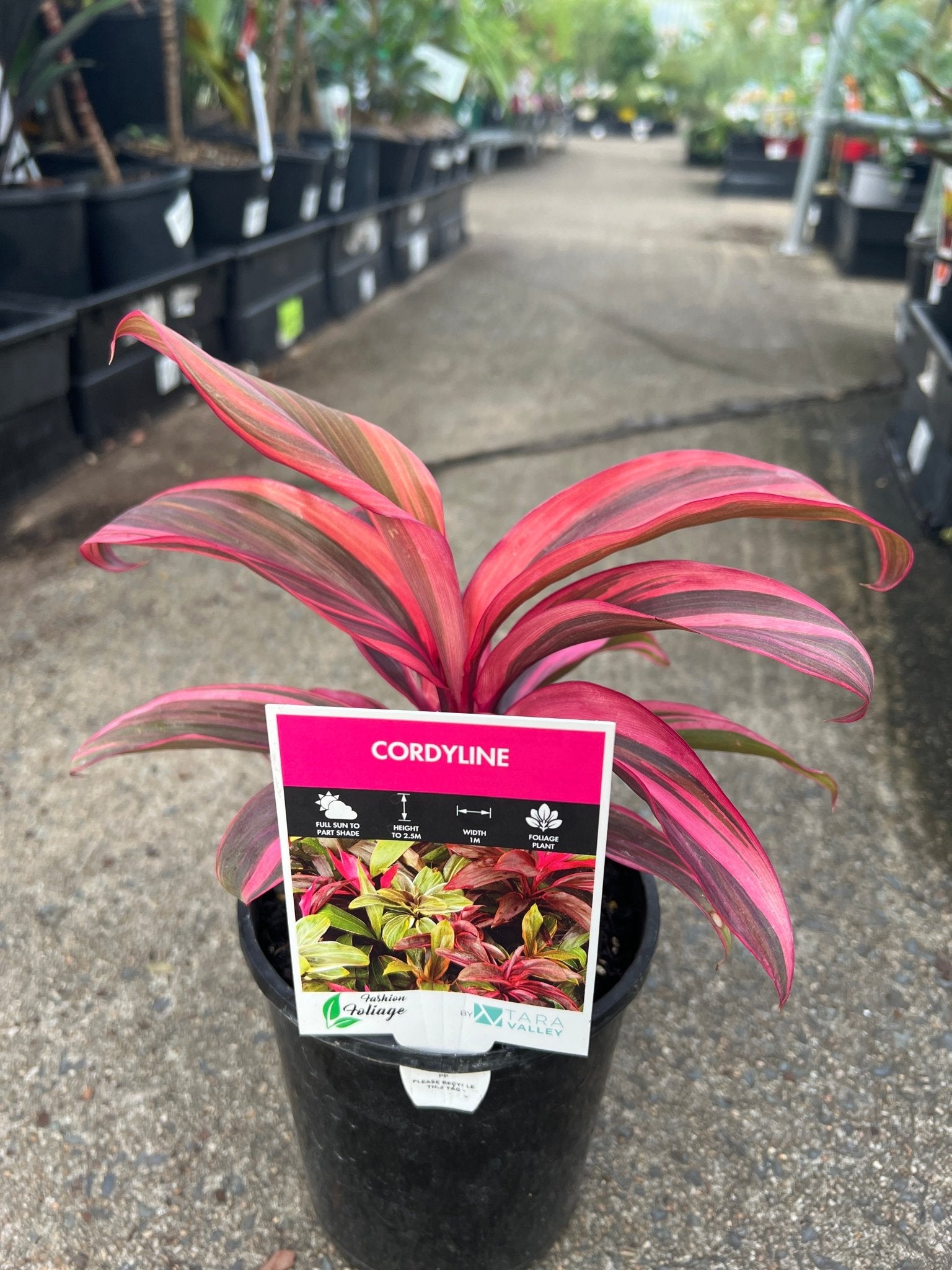 Cordyline 'Pink Champion' - Ladybird Nursery