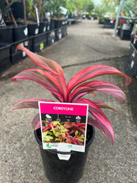 Cordyline 'Pink Champion' - Ladybird Nursery