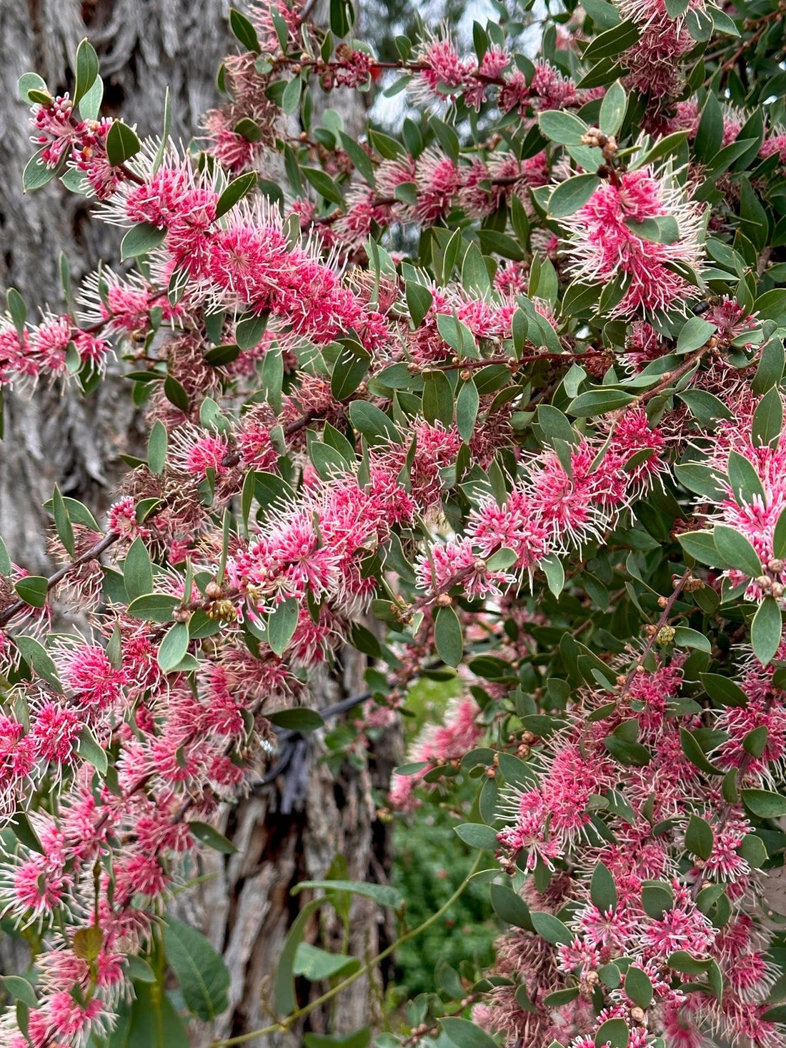 Hakea ‘Burrendong Beauty’ - Ladybird Nursery