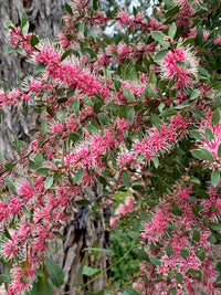 Hakea ‘Burrendong Beauty’ - Ladybird Nursery