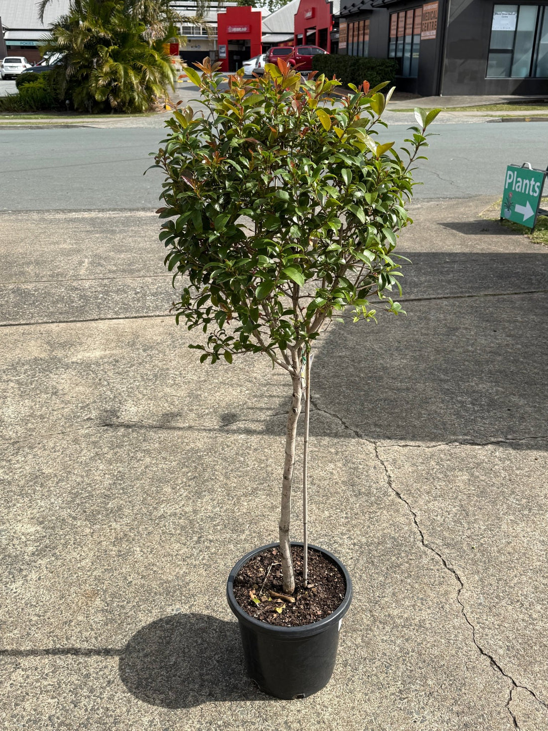 Lilly Pilly Baby Boomer Topiary Standards 300mm Pots (PICKUP ONLY) - Ladybird Nursery