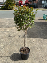 Lilly Pilly Baby Boomer Topiary Standards 300mm Pots (PICKUP ONLY) - Ladybird Nursery