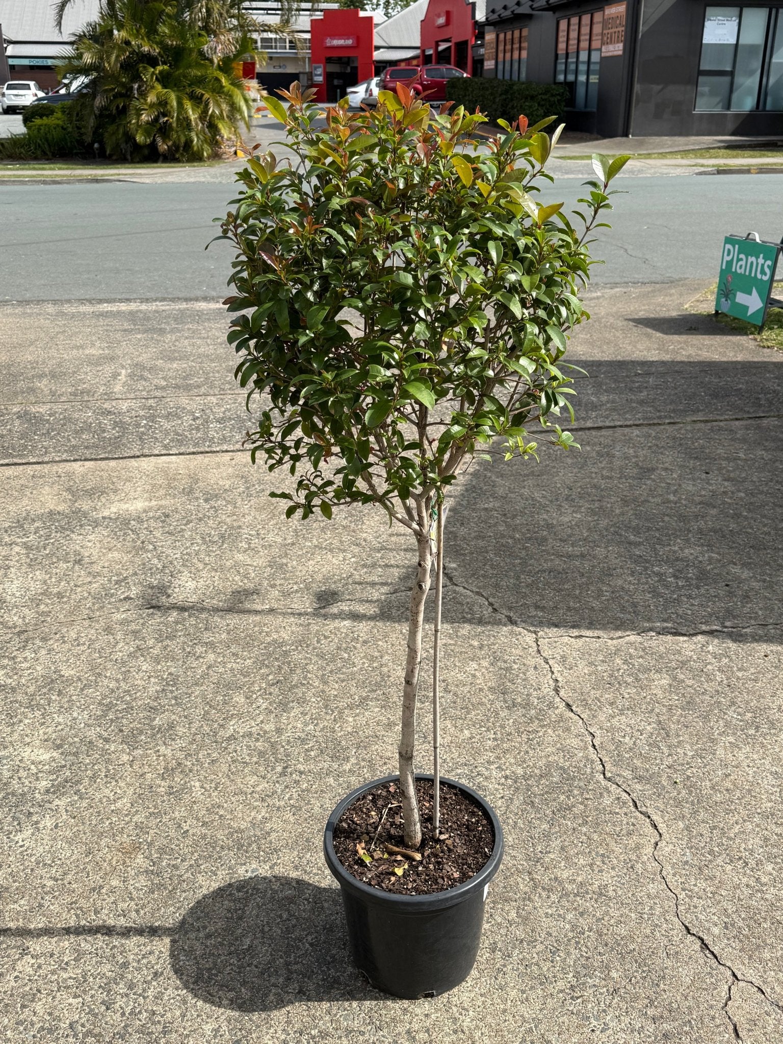 Lilly Pilly Baby Boomer Topiary Standards 300mm Pots (PICKUP ONLY) - Ladybird Nursery