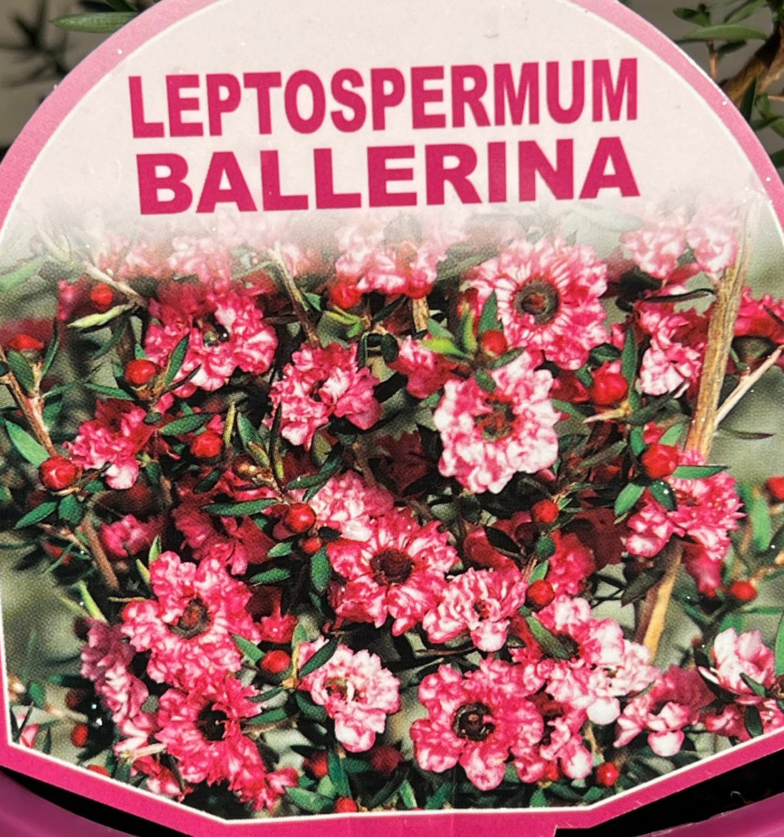Leptospermum 'Ballerina' - Ladybird Nursery