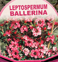 Leptospermum 'Ballerina' - Ladybird Nursery