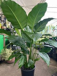 Spathiphyllum 'Sweet Sebastiano' - Advanced (PICK UP ONLY) - Ladybird Nursery