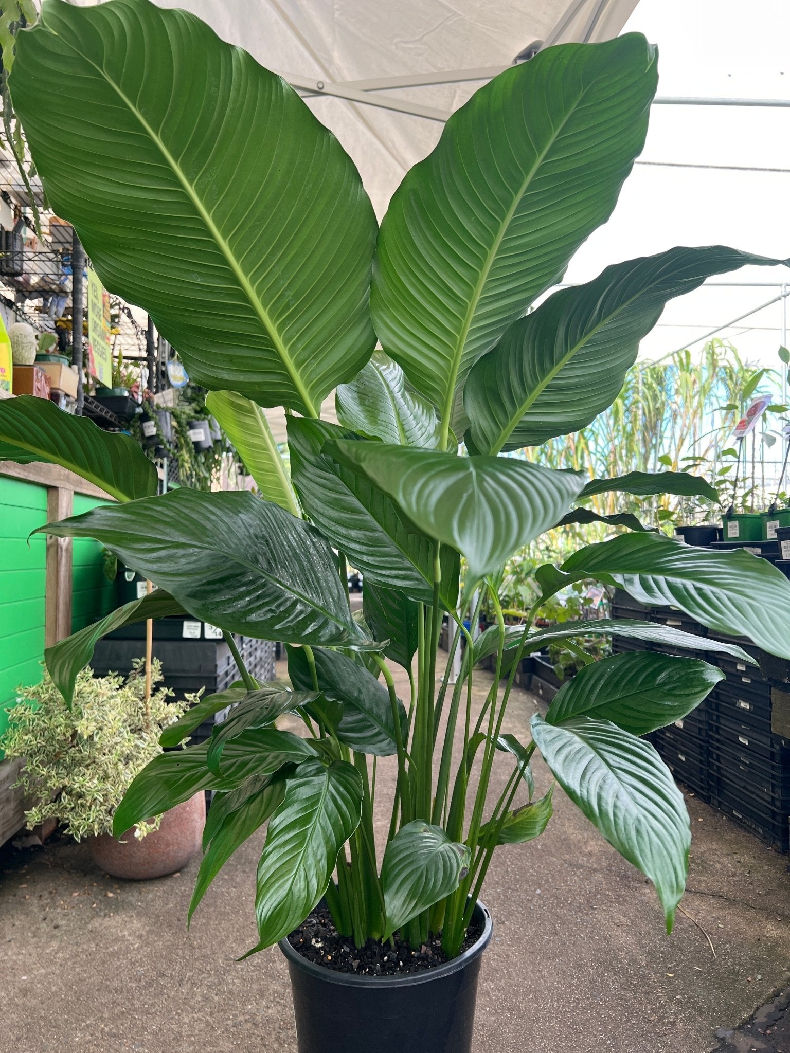 Spathiphyllum 'Sweet Sebastiano' - Advanced (PICK UP ONLY) - Ladybird Nursery