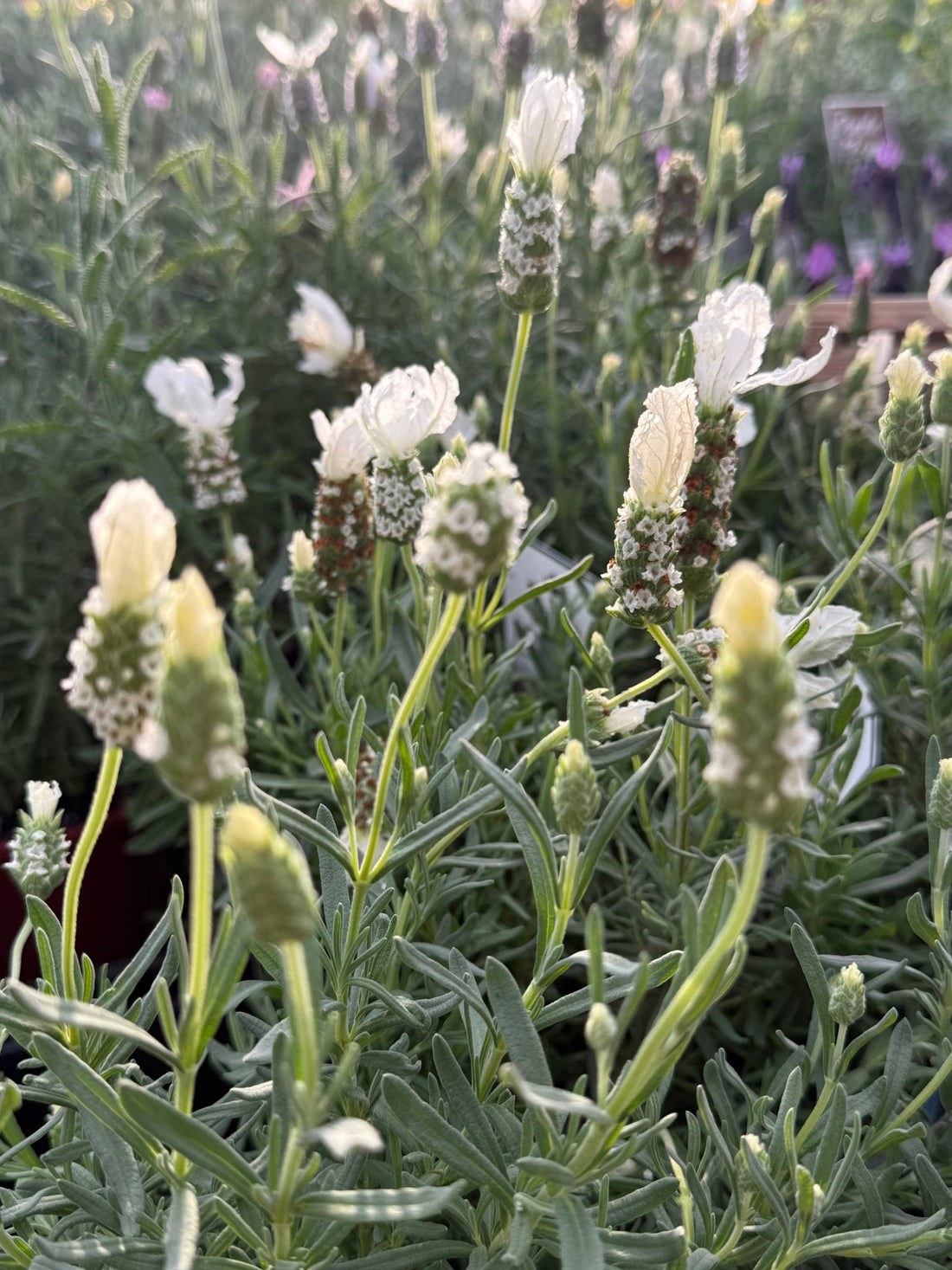 Lavender 'The Snow Princess' - Ladybird Nursery