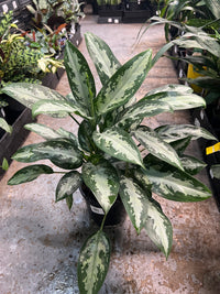 Aglaonema 'Jubilee’ - Ladybird Nursery