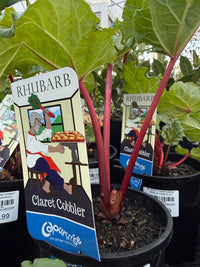 Rhubarb 'Claret Cobbler' (Rheum x hybridum) - Ladybird Nursery