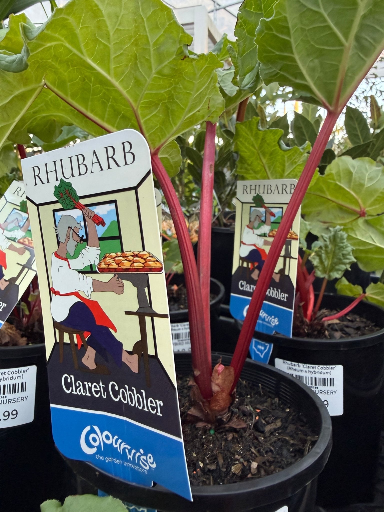 Rhubarb 'Claret Cobbler' (Rheum x hybridum) - Ladybird Nursery
