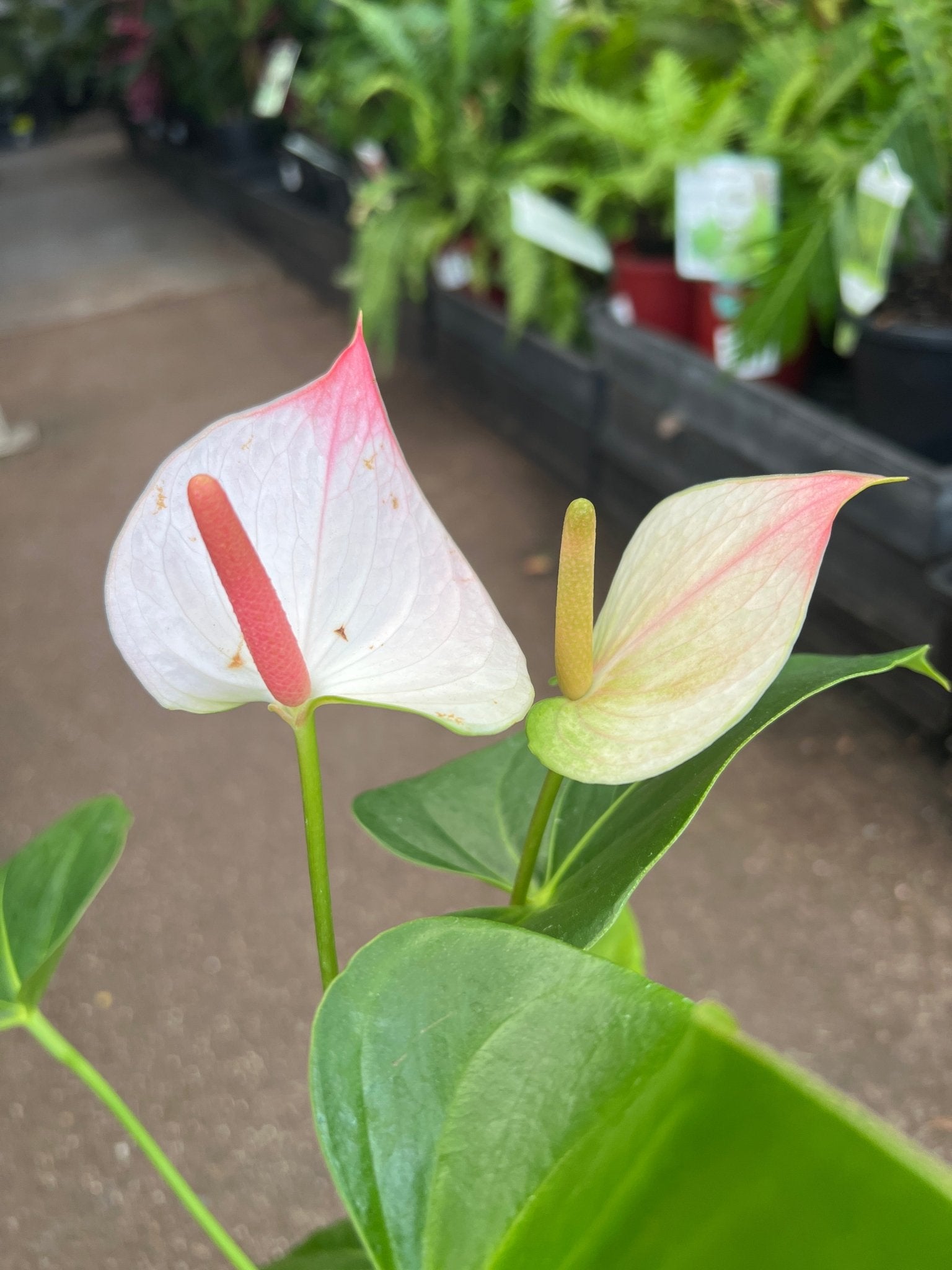 Anthurium 'Princess Amalia Elegance' - Ladybird Nursery