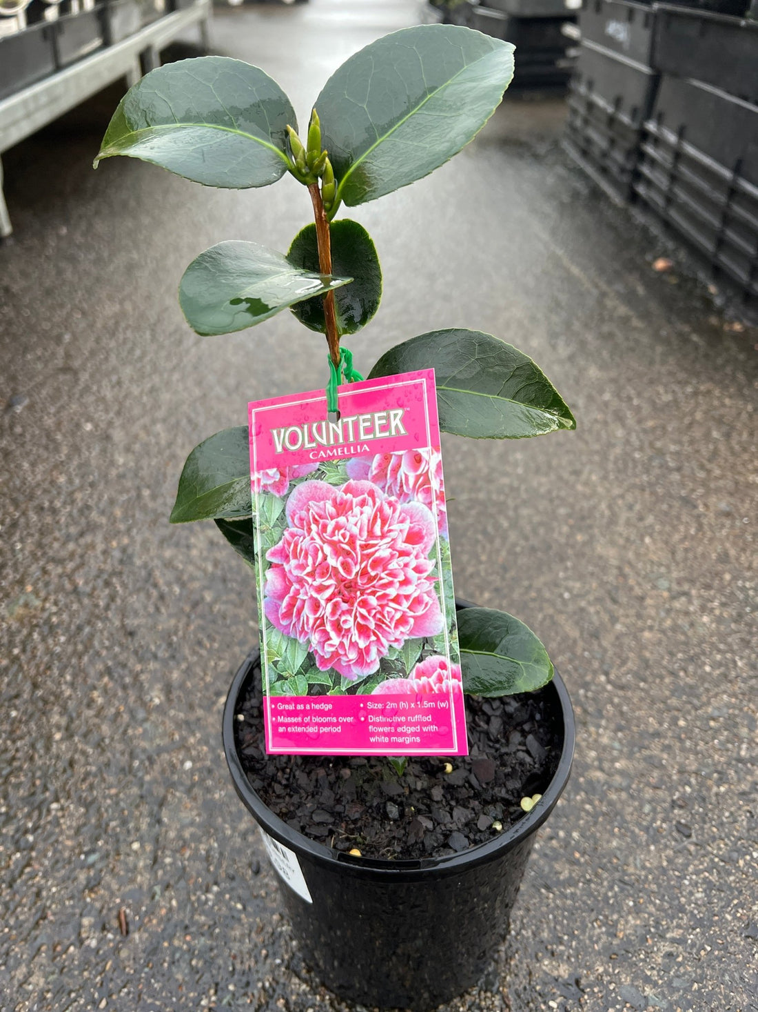 Camellia 'Volunteer' - Ladybird Nursery