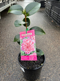 Camellia 'Volunteer' - Ladybird Nursery