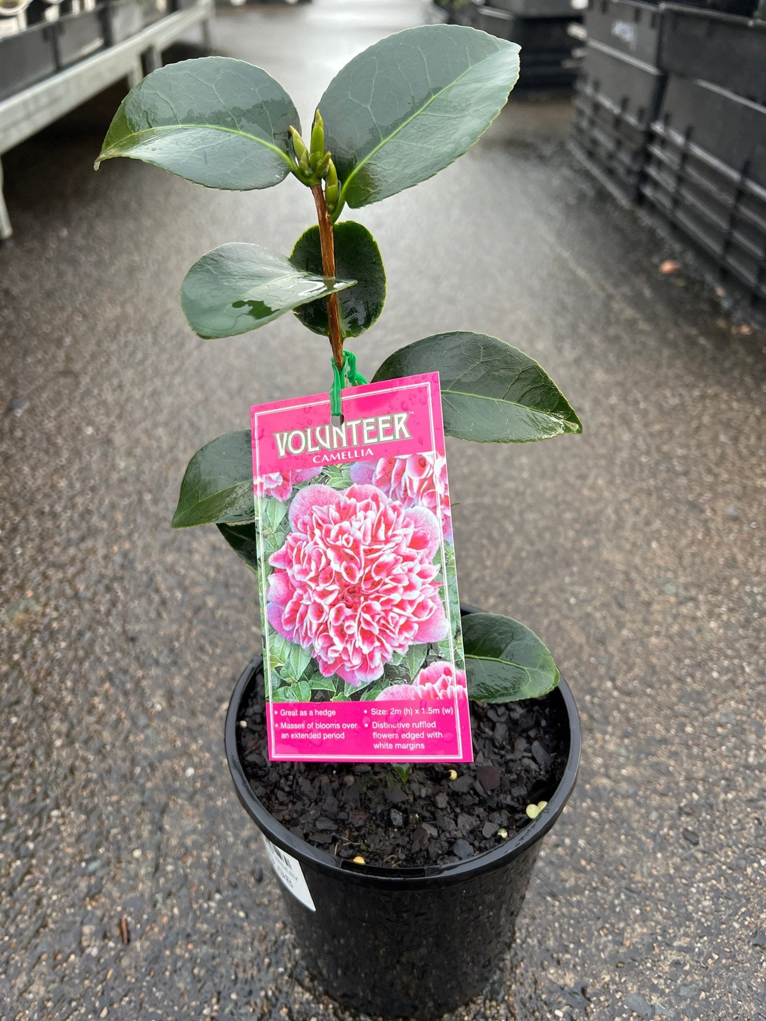 Camellia 'Volunteer' - Ladybird Nursery