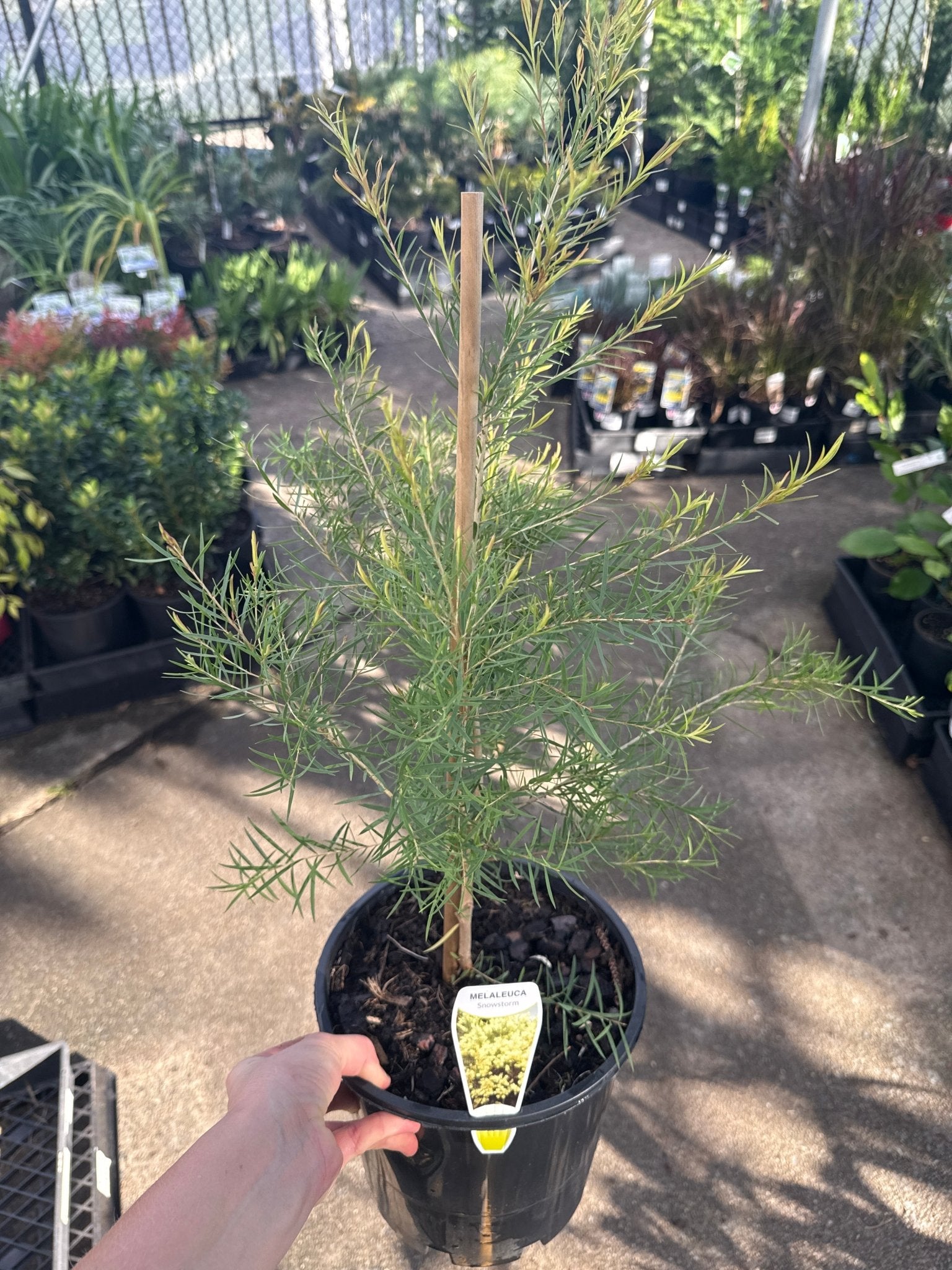 Dwarf Paperbark 'Snowstorm' (Melaleuca linariifolia) - Ladybird Nursery