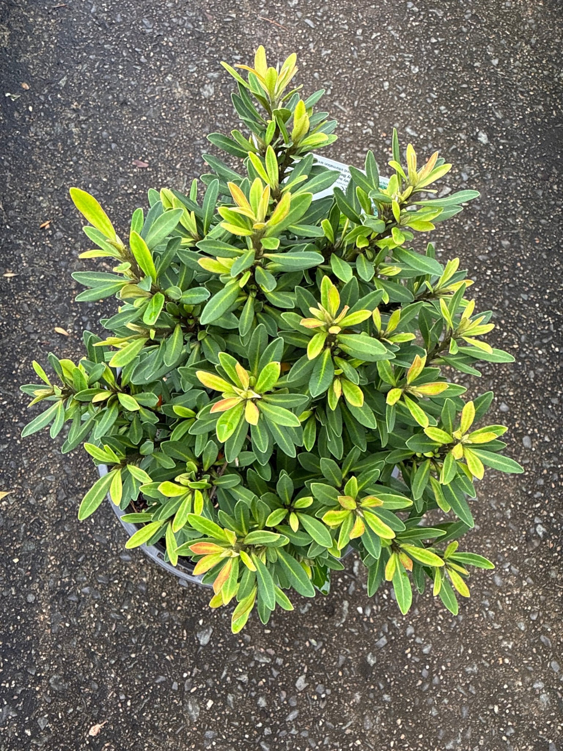 Dwarf Tristaniopsis 'Sprite' - Ladybird Nursery