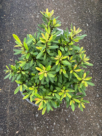 Dwarf Tristaniopsis 'Sprite' - Ladybird Nursery