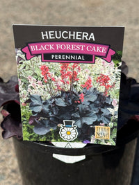 Heuchera 'Black Forest Cake' - Ladybird Nursery