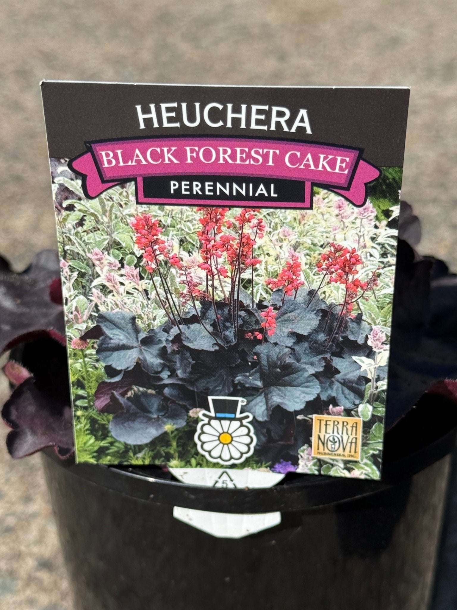 Heuchera 'Black Forest Cake' - Ladybird Nursery