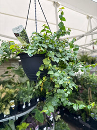 Climbing Fig (Ficus pumila) in Hanging Basket - Ladybird Nursery