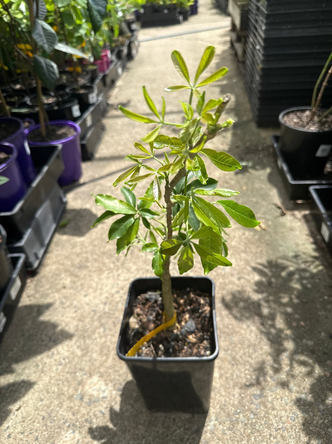 White Sapote ‘Macs Golden’ - Ladybird Nursery