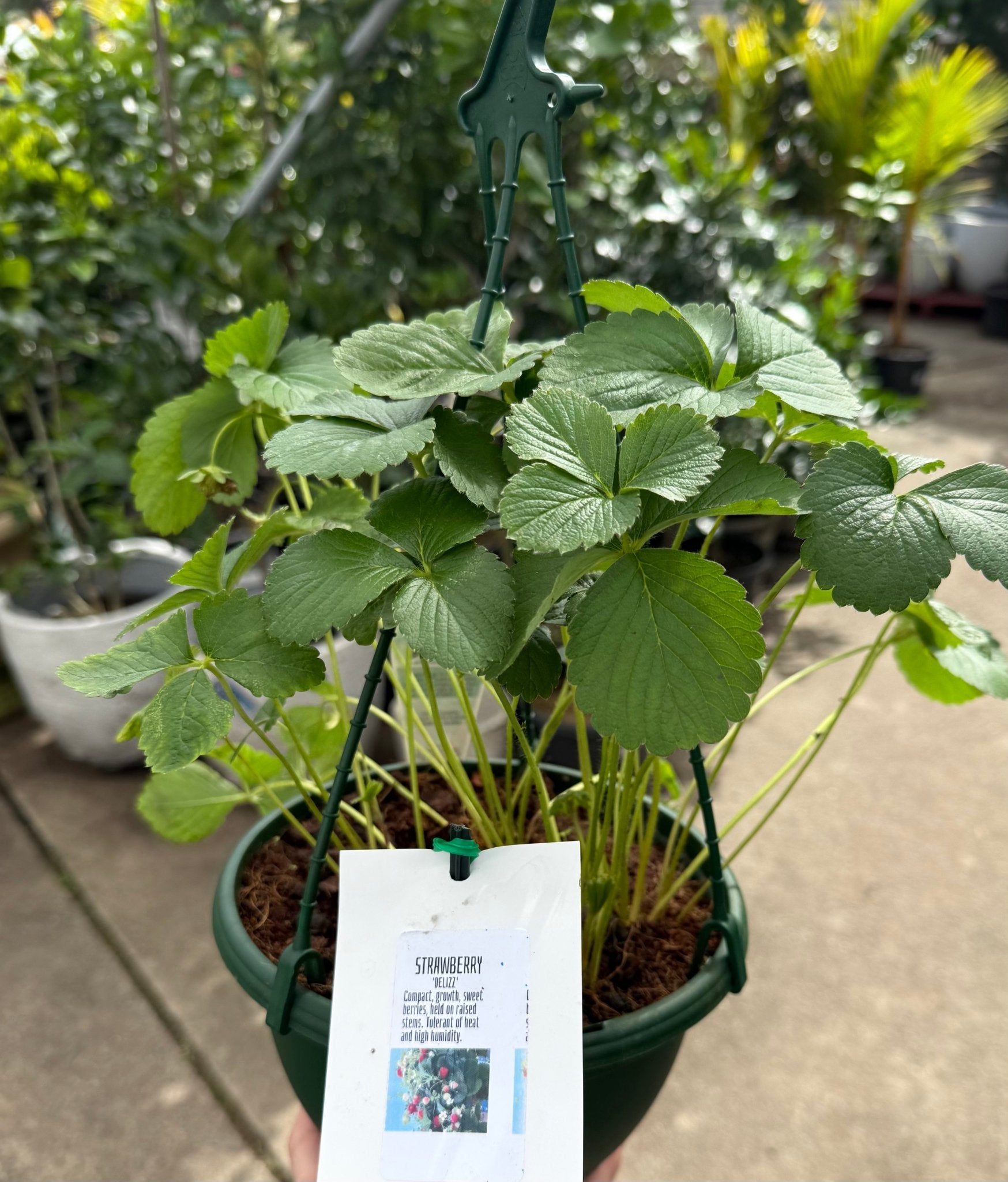Strawberry 'Delliz' Hanger - Ladybird Nursery