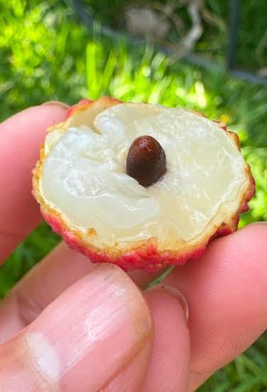 Lychee Lin San Sue (Small Seed) - Ladybird Nursery
