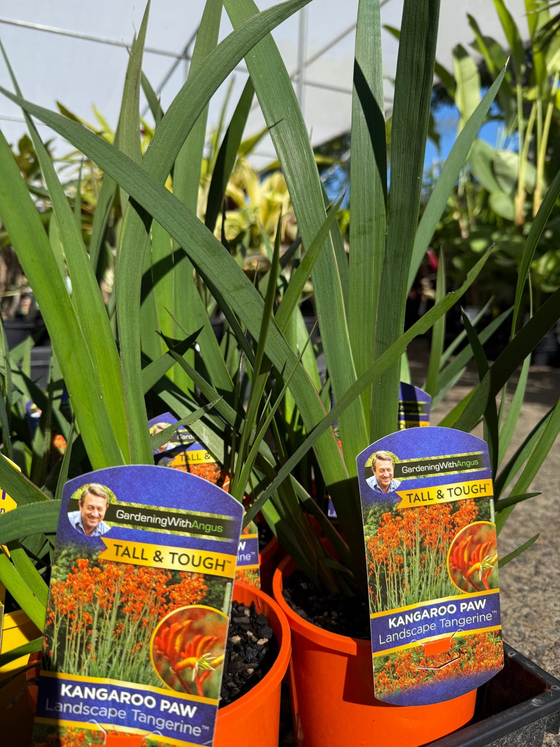Kangaroo Paw 'Landscape Tangerine' (Anigozanthos) - Ladybird Nursery