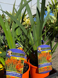 Kangaroo Paw 'Landscape Tangerine' (Anigozanthos) - Ladybird Nursery