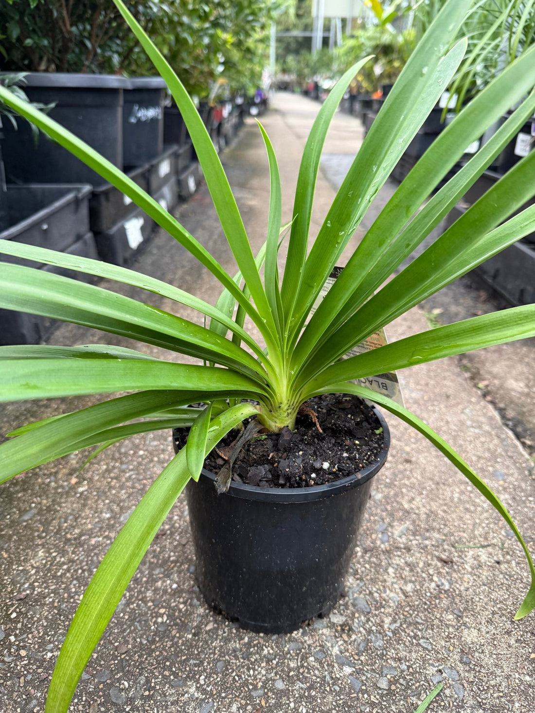 Agapanthus 'Black Jack' - Ladybird Nursery