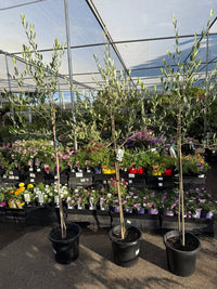 Olive 'Saint Helena' - Advanced (PICK UP ONLY) - Ladybird Nursery