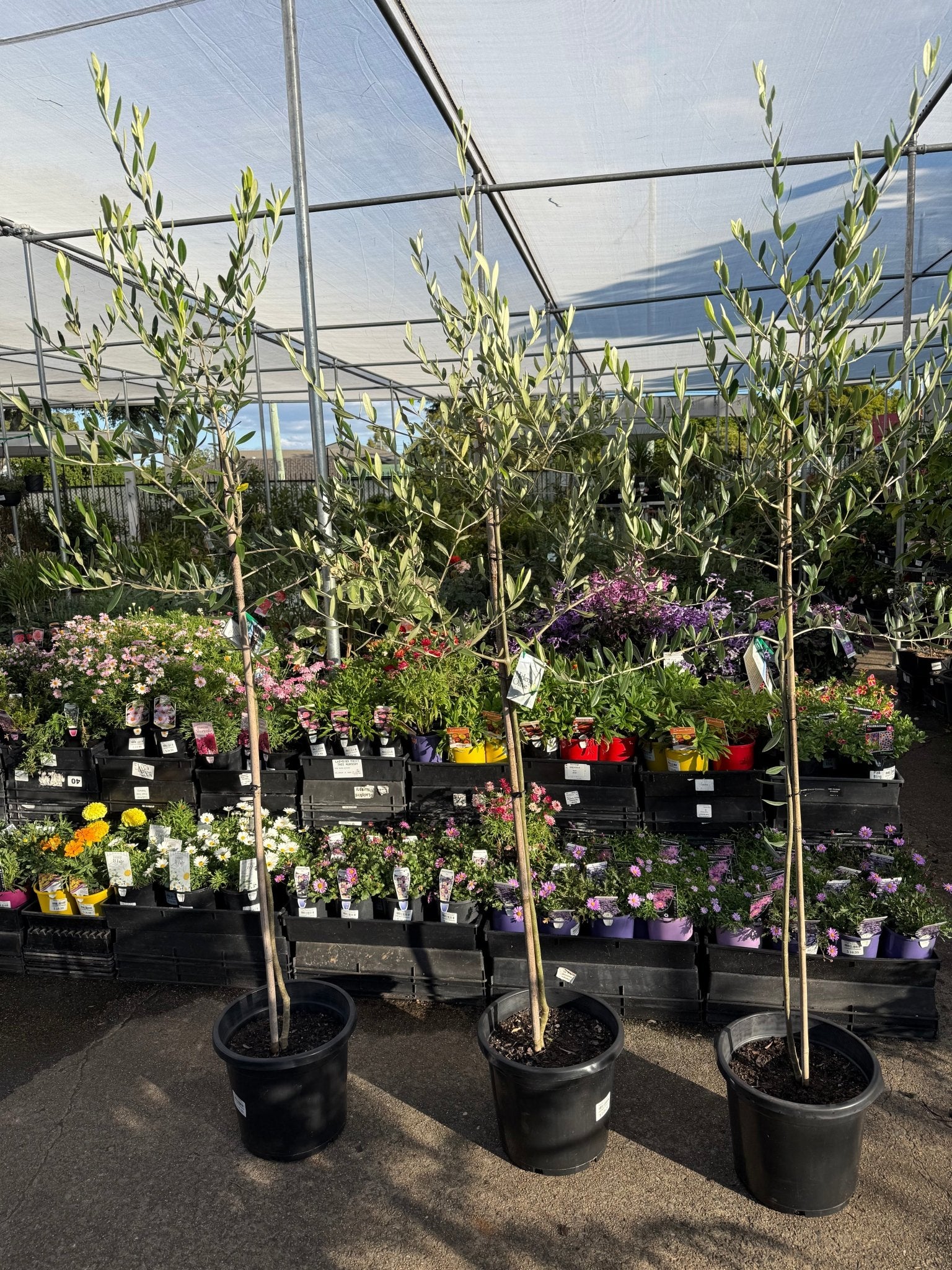 Olive 'Saint Helena' - Advanced (PICK UP ONLY) - Ladybird Nursery