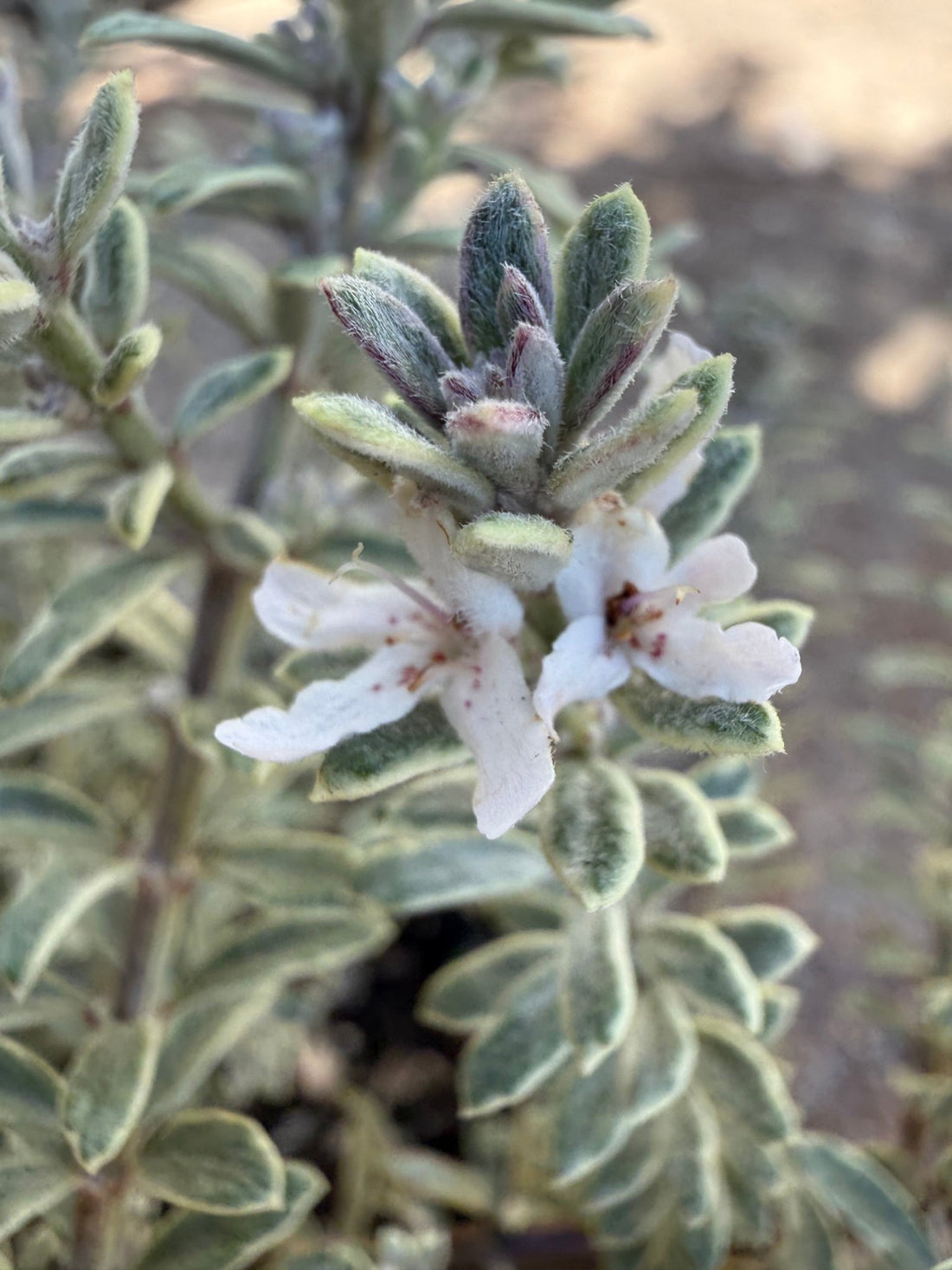 Coastal Rosemary 'Smokey' (Westringia fruticosa) - Large - Ladybird Nursery